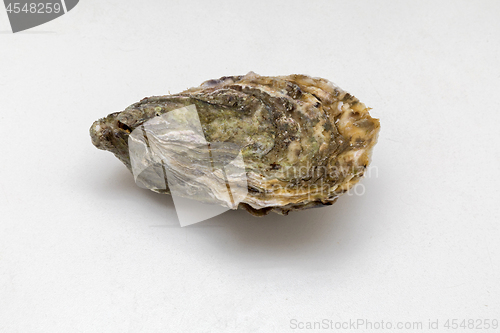 Image of One Closed Oyster