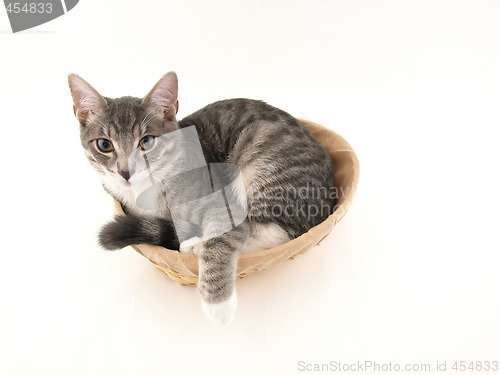 Image of Cat in the basket