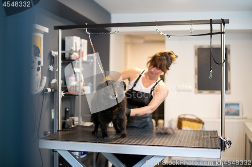 Image of pet hairdresser woman cutting fur of cute black dog