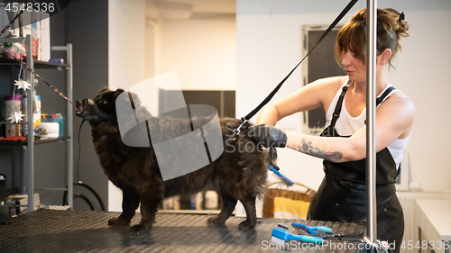 Image of pet hairdresser woman cutting fur of cute black dog