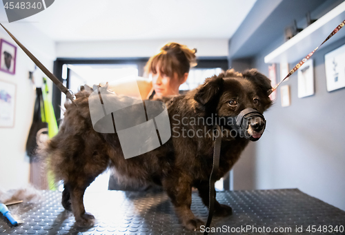 Image of pet hairdresser woman cutting fur of cute black dog