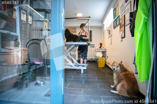 Image of pet hairdresser woman cutting fur of cute black dog