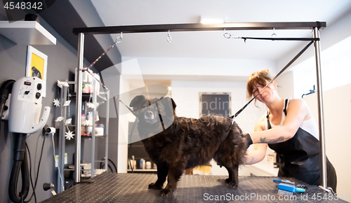 Image of pet hairdresser woman cutting fur of cute black dog