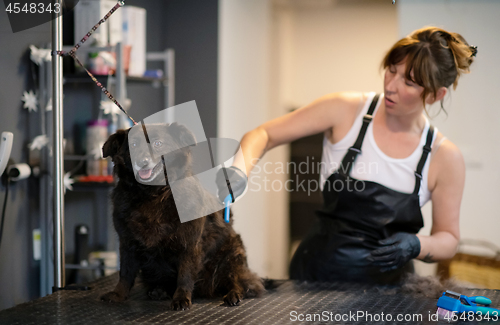 Image of pet hairdresser woman cutting fur of cute black dog