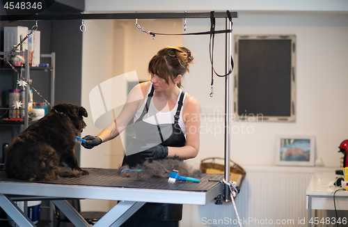 Image of pet hairdresser woman cutting fur of cute black dog