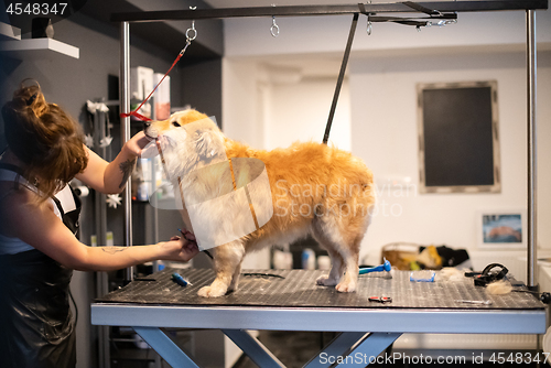 Image of pet hairdresser woman cutting fur of cute yellow dog