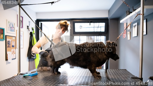 Image of pet hairdresser woman cutting fur of cute black dog