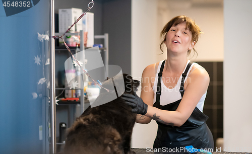 Image of pet hairdresser woman cutting fur of cute black dog