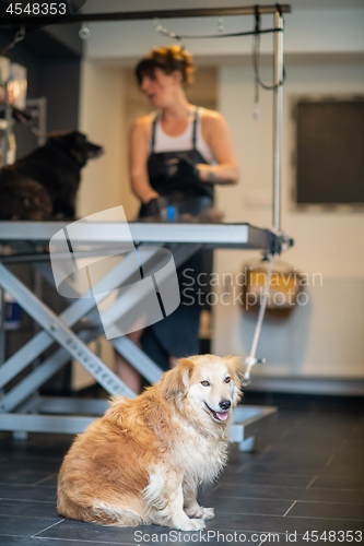 Image of pet hairdresser woman cutting fur of cute black dog