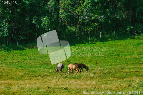 Image of Horses in the Pasture