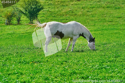 Image of Horse on the Pasture