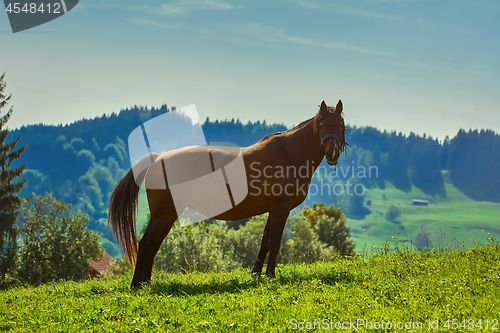 Image of Chestnut Horse on Pasture