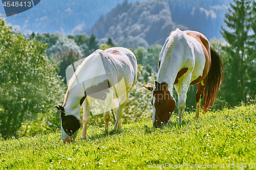 Image of Horses on the Pasture