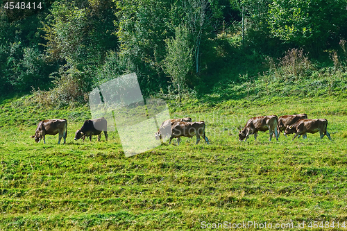 Image of Herd of Cows