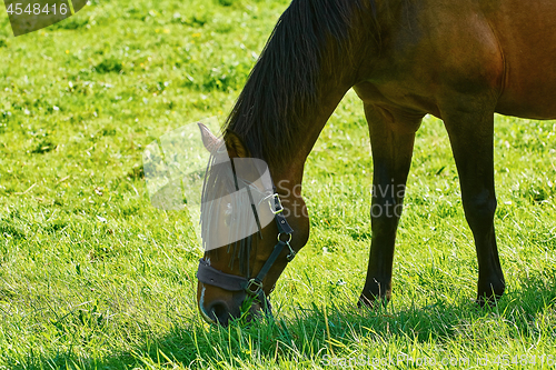 Image of Horse on the Pasture