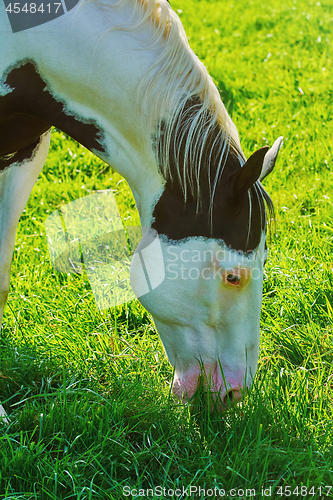 Image of Horse on the Pasture