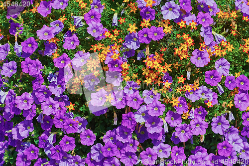 Image of Backround of Flowers