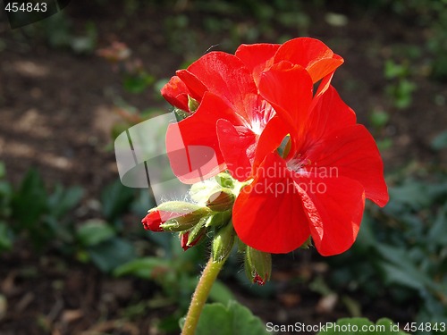 Image of Bright Red Petunia