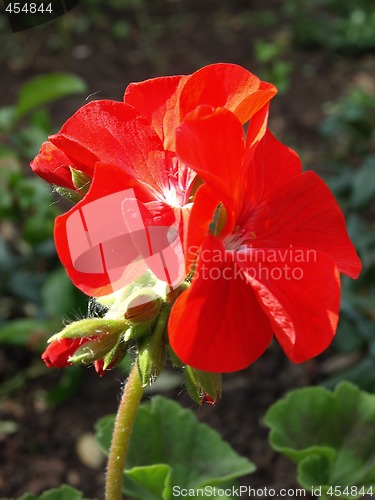 Image of Red Petunia