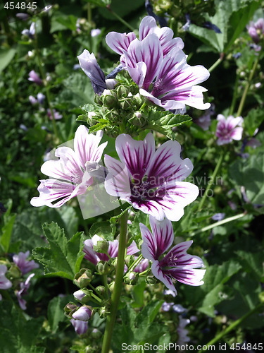 Image of Hollyhock