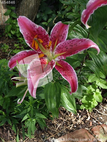 Image of Dark Pink Stargazer Lily