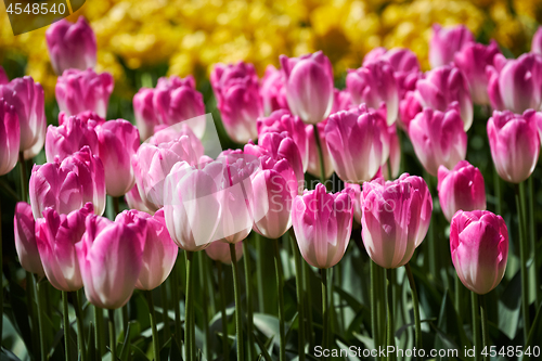 Image of Blooming tulips flowerbed in Keukenhof flower garden, Netherland