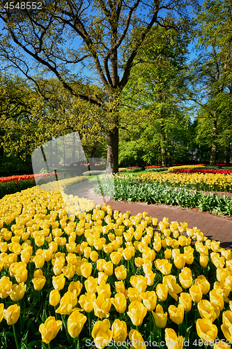 Image of Blooming tulips flowerbeds in Keukenhof flower garden, Netherlan