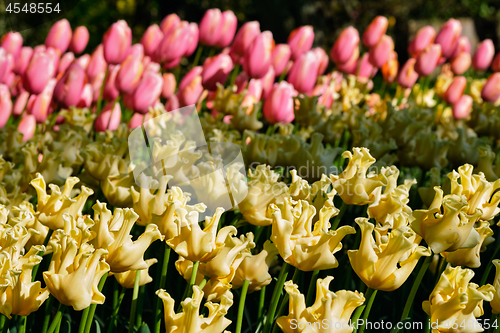 Image of Blooming tulips flowerbed in Keukenhof flower garden, Netherland