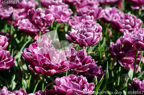 Image of Blooming tulips flowerbed in Keukenhof flower garden, Netherland