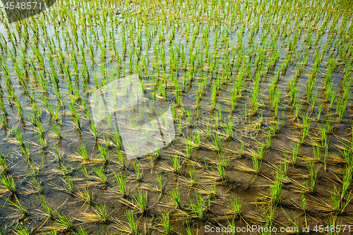 Image of Green rice paddy in India