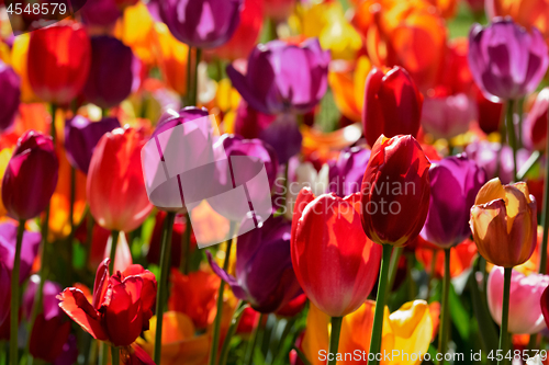 Image of Blooming tulips flowerbed in Keukenhof flower garden, Netherland