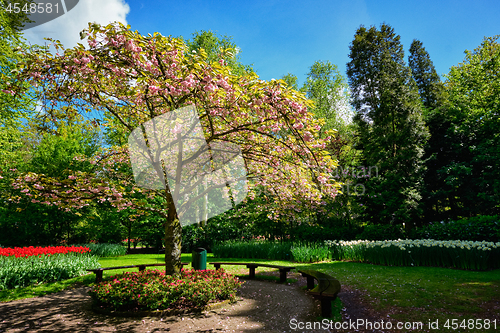 Image of Blooming tree in Keukenhof flower garden, Netherlands