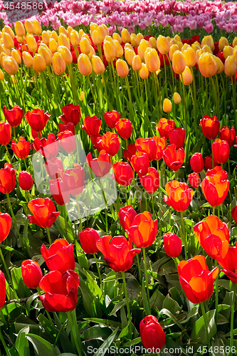 Image of Blooming tulips flowerbed in Keukenhof flower garden, Netherland