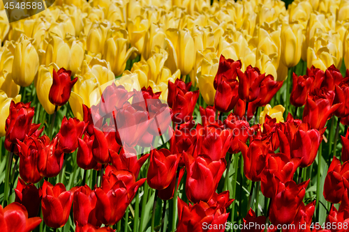 Image of Blooming tulips flowerbed in Keukenhof flower garden, Netherland