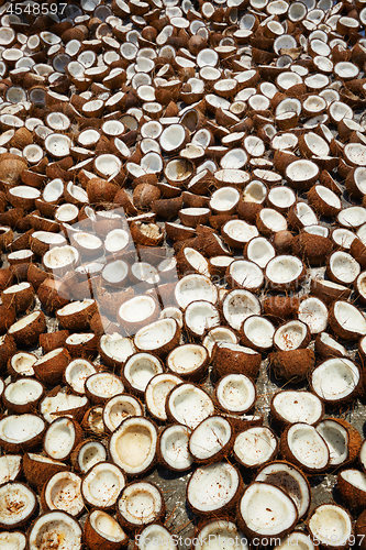 Image of Drying coconuts, Kerala, South India