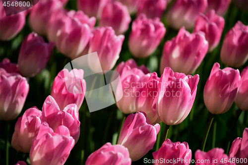 Image of Blooming tulips flowerbed in Keukenhof flower garden, Netherland