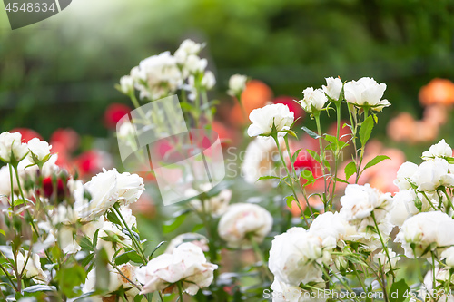 Image of a rose in the garden