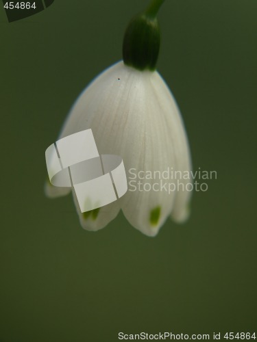 Image of Single Snowflake Flower