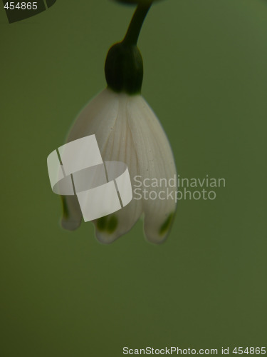 Image of Isolated Snowflake Flower