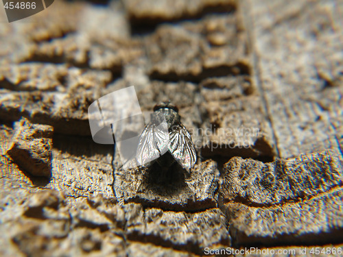 Image of Fly on Bark