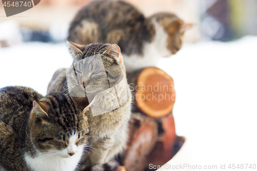 Image of cats in snow