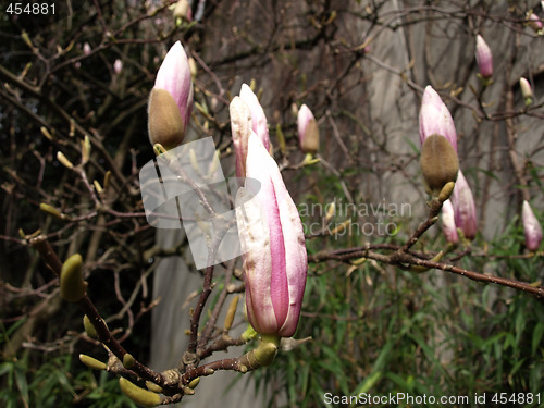 Image of Tulip Tree