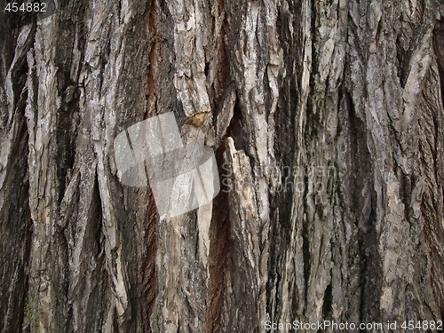 Image of Tree Bark Background