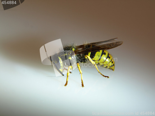 Image of Side view of a Yellow Jacket