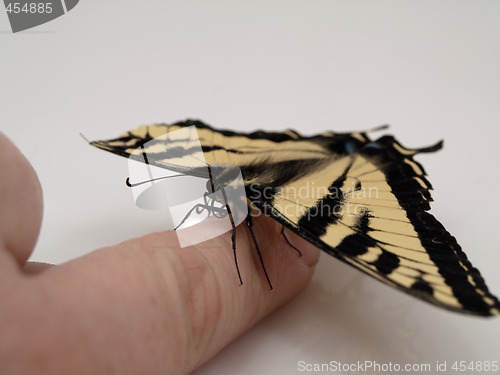 Image of Butterfly on a Finger