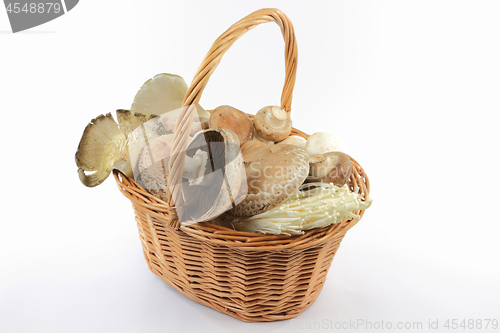 Image of Mixed sorts Organic mushrooms. 