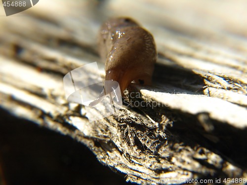 Image of Slug on Wood