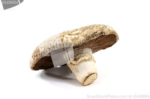 Image of Close-up view of Organic mushroom Portobello.  