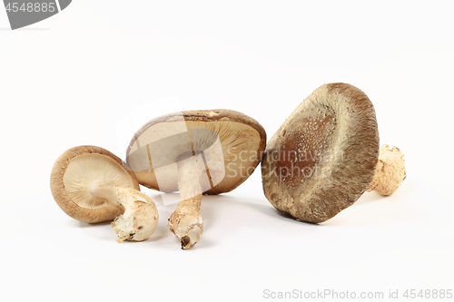 Image of Close-up view of Organic mushrooms Shitake.  