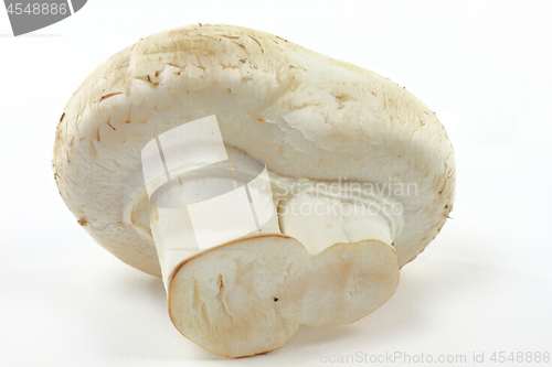 Image of Macro picture of Organic White mushroom.  